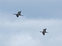 Glossy Ibis - Cape May County, NJ - 09/06/16